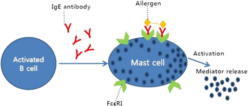 알레르기 반응 과정